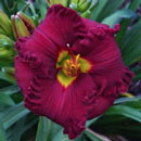 Spacecoast Grand Master Daylily